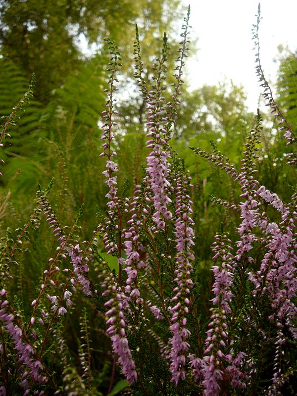 Calluna vulgaris   Callune